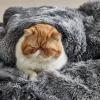 imageBedsure GentleSoft Fluffy Sherpa Fleece Faux Fur Blankets Queen Size for Bed Bedroom Decor Winter Thick Warm Full Queen Blankets Fuzzy Plush Soft Heavy Mink Tie Dye Grey Bedding Cozy Gifts 90x9006 Tie Dye Grey