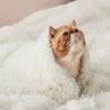 imageBedsure GentleSoft Fluffy Sherpa Fleece Faux Fur Blankets Queen Size for Bed Bedroom Decor Winter Thick Warm Full Queen Blankets Fuzzy Plush Soft Heavy Mink Tie Dye Grey Bedding Cozy Gifts 90x9001 Cream