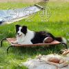 imageBedsure Outdoor Elevated Dog Bed Large Sized Dog Portable Indoor ampamp Outdoor Cooling Raised Cot Pet Hammock Bed with SkidResistant Feet Frame with Breathable Mesh Deep Sea Blue 49 inchesTerracotta