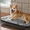 imageBedsure Washable Dog Crate Pad for Small Dogs AntiSlip Puppy Kennel Dog Bed for Crate  Ultra Soft Fleece Flat Thin Pet Mat Not Chew Proof Light Grey 23quotx17quotLight Grey