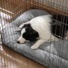 imageBedsure Washable Dog Crate Pad for Small Dogs AntiSlip Puppy Kennel Dog Bed for Crate  Ultra Soft Fleece Flat Thin Pet Mat Not Chew Proof Light Grey 23quotx17quotLight Grey