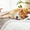 imageBedsure Waterproof Dog Blankets for Medium Dogs  Pet Blanket for Couch Protector Washable Premium Jacquard Coral Fleece Cat Throw Blanket Soft Plush Reversible Furniture Protection30quotx40quot TaupePale Oak