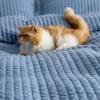 imageBedsure Quilts Queen Size  Queen Quilt Bedding Set Bedspread Coverlet Comforter Lightweight Neutral Striped Bedding 3Piece Set with 90x96 Coverlet amp 2 Pillow Shams AllSeason Soft Microfiber03  Blue Solid Border