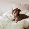 imageBedsure GentleSoft Luxury Faux Fur Pink Throw Blanket for Couch Soft Fuzzy Fluffy Shaggy Gifts Blanket for Women Mothers Day Warm Cozy Plush Fleece Throw for Room Decor 50x60 Inches01  White