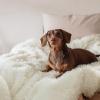 imageBedsure GentleSoft Luxury Faux Fur Pink Throw Blanket for Couch Soft Fuzzy Fluffy Shaggy Gifts Blanket for Women Mothers Day Warm Cozy Plush Fleece Throw for Room Decor 50x60 Inches01  White