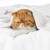 imageBedsure GentleSoft Fleece Throw Blanket for Couch Oxford Tan  Lightweight Plush Fuzzy Cozy Soft Blankets and Throws for Sofa 50x60 inches01  White