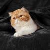 imageBedsure GentleSoft Fleece Throw Blanket for Couch Oxford Tan  Lightweight Plush Fuzzy Cozy Soft Blankets and Throws for Sofa 50x60 inches03  Black