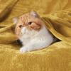 imageBedsure GentleSoft Fleece Throw Blanket for Couch Oxford Tan  Lightweight Plush Fuzzy Cozy Soft Blankets and Throws for Sofa 50x60 inchesBright Gold