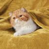 imageBedsure GentleSoft Fleece Throw Blanket for Couch Oxford Tan  Lightweight Plush Fuzzy Cozy Soft Blankets and Throws for Sofa 50x60 inchesBright Gold