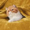 imageBedsure GentleSoft Fleece Throw Blanket for Couch Oxford Tan  Lightweight Plush Fuzzy Cozy Soft Blankets and Throws for Sofa 50x60 inchesBright Gold