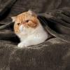 imageBedsure GentleSoft Fleece Throw Blanket for Couch Oxford Tan  Lightweight Plush Fuzzy Cozy Soft Blankets and Throws for Sofa 50x60 inchesBrown