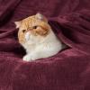 imageBedsure GentleSoft Fleece Throw Blanket for Couch Oxford Tan  Lightweight Plush Fuzzy Cozy Soft Blankets and Throws for Sofa 50x60 inchesBurgundy Red
