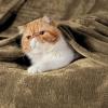 imageBedsure GentleSoft Fleece Throw Blanket for Couch Oxford Tan  Lightweight Plush Fuzzy Cozy Soft Blankets and Throws for Sofa 50x60 inchesCamel