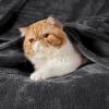 imageBedsure GentleSoft Fleece Throw Blanket for Couch Oxford Tan  Lightweight Plush Fuzzy Cozy Soft Blankets and Throws for Sofa 50x60 inchesCharcoal