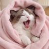 imageBedsure GentleSoft Fleece Throw Blanket for Couch Oxford Tan  Lightweight Plush Fuzzy Cozy Soft Blankets and Throws for Sofa 50x60 inchesCherry Blossom Pink