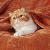 imageBedsure GentleSoft Fleece Throw Blanket for Couch Oxford Tan  Lightweight Plush Fuzzy Cozy Soft Blankets and Throws for Sofa 50x60 inchesDark Orange
