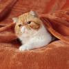 imageBedsure GentleSoft Fleece Throw Blanket for Couch Oxford Tan  Lightweight Plush Fuzzy Cozy Soft Blankets and Throws for Sofa 50x60 inchesDark Orange