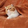 imageBedsure GentleSoft Fleece Throw Blanket for Couch Oxford Tan  Lightweight Plush Fuzzy Cozy Soft Blankets and Throws for Sofa 50x60 inchesDark Orange