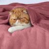 imageBedsure GentleSoft Fleece Throw Blanket for Couch Oxford Tan  Lightweight Plush Fuzzy Cozy Soft Blankets and Throws for Sofa 50x60 inchesDusty Rose