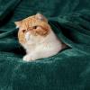 imageBedsure GentleSoft Fleece Throw Blanket for Couch Oxford Tan  Lightweight Plush Fuzzy Cozy Soft Blankets and Throws for Sofa 50x60 inchesForest Green