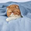 imageBedsure GentleSoft Fleece Throw Blanket for Couch Oxford Tan  Lightweight Plush Fuzzy Cozy Soft Blankets and Throws for Sofa 50x60 inchesLight Blue