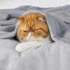 imageBedsure GentleSoft Fleece Throw Blanket for Couch Oxford Tan  Lightweight Plush Fuzzy Cozy Soft Blankets and Throws for Sofa 50x60 inchesLight Grey