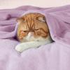 imageBedsure GentleSoft Fleece Throw Blanket for Couch Oxford Tan  Lightweight Plush Fuzzy Cozy Soft Blankets and Throws for Sofa 50x60 inchesLilac