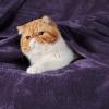 imageBedsure GentleSoft Fleece Throw Blanket for Couch Oxford Tan  Lightweight Plush Fuzzy Cozy Soft Blankets and Throws for Sofa 50x60 inchesPurple