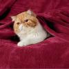 imageBedsure GentleSoft Fleece Throw Blanket for Couch Oxford Tan  Lightweight Plush Fuzzy Cozy Soft Blankets and Throws for Sofa 50x60 inchesRed