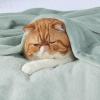 imageBedsure GentleSoft Fleece Throw Blanket for Couch Oxford Tan  Lightweight Plush Fuzzy Cozy Soft Blankets and Throws for Sofa 50x60 inchesSage Green
