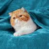 imageBedsure GentleSoft Fleece Throw Blanket for Couch Oxford Tan  Lightweight Plush Fuzzy Cozy Soft Blankets and Throws for Sofa 50x60 inchesTeal Blue