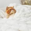 imageBedsure GentleSoft Twin Blanket for Bed  Super Soft Cozy Blankets for Kids Girls Cute Fuzzy Fleece Throws for Bedroom Couch Light Yellow 60x80 InchesWhite