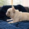 imageBedsure ComfyFleece Waterproof Blanket for Bed  Soft Plush Dog Blankets for Large Dogs Corduroy Fleece Washable Cozy Calming Reversible Furniture Protection for Pet Cat86x90 QueenCreamNight Blue