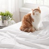 image:imageBedsure Cooling Sheets King Bundle King Size Sheets White