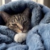 image:imageBedsure GentleSoft Bubble Faux Fur King Size Blanket for Bed Fluffy Fuzzy King Blanket for Winter Soft Cozy Faux Fur Bedding Thick Warm Plush Decor for Bedroom Tiedye Taupe 104x90Tiedye Blue