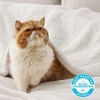 image:imageBedsure GentleSoft Sherpa Fleece Throw Blanket for Couch NonHeated Thick and Warm Throw for Women and Men Soft Fuzzy Plush Blanket for Fall Burnt Orange 50x60 Inches06  Cream