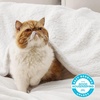 image:imageBedsure GentleSoft Sherpa Fleece Throw Blanket for Couch NonHeated Thick and Warm Throw for Women and Men Soft Fuzzy Plush Blanket for Fall Burnt Orange 50x60 Inches06  White