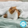 image:imageBedsure GentleSoft Sherpa Fleece Throw Blanket for Couch NonHeated Thick and Warm Throw for Women and Men Soft Fuzzy Plush Blanket for Fall Burnt Orange 50x60 Inches04  Sage Green